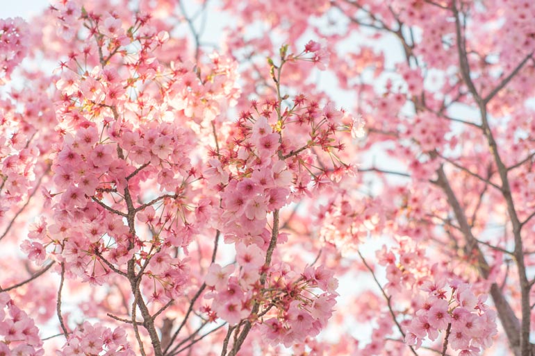 Flowering stone fruits 