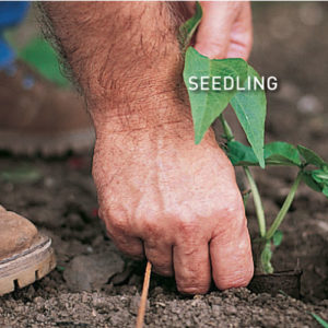 Step 1. Plant seedlings 