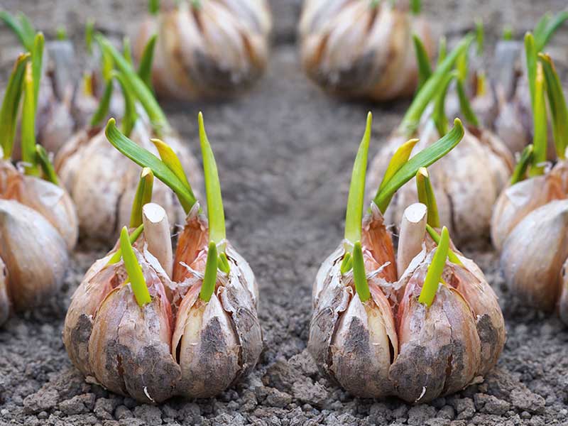 How To Grow Organic Garlic