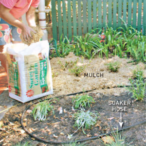 Step 6. Mulch the soil 