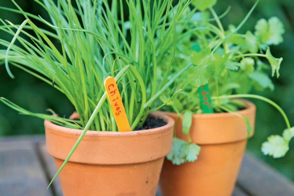 Plant pots with herbs