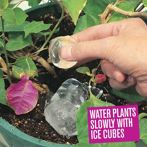 Try This Method For Watering Plants Slowly