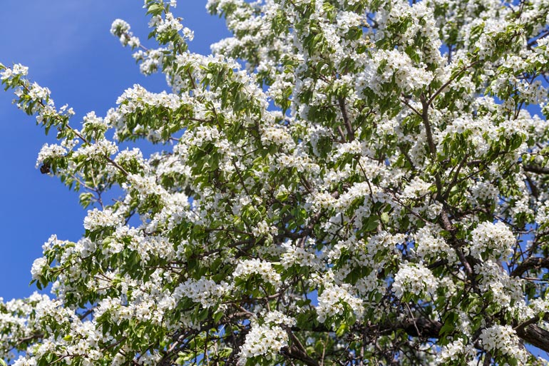 Ornamental pears