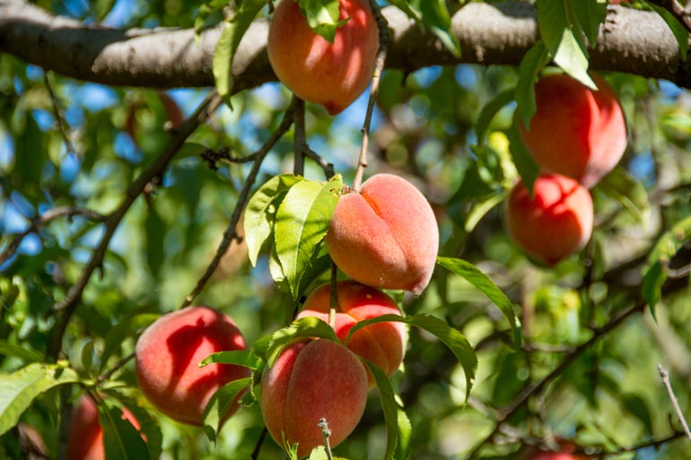 Choose a fruiting variety 