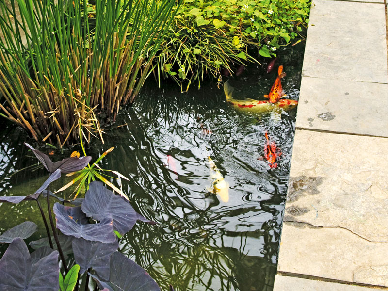 Planting A Pond   New Zealand Handyman Magazine