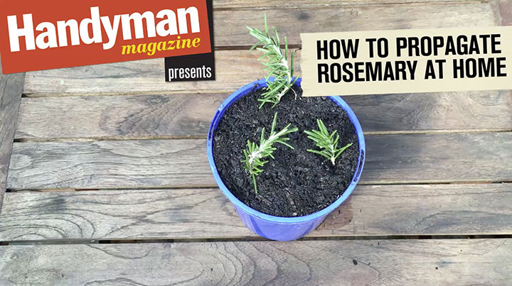 rosemary