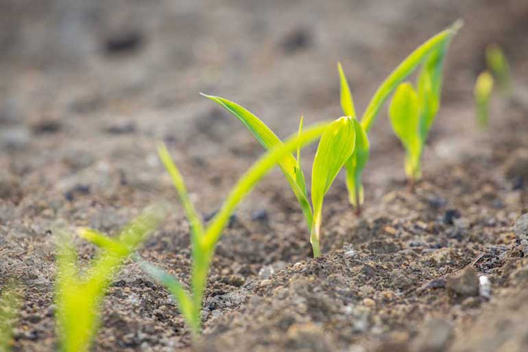 6. Protect seedlings