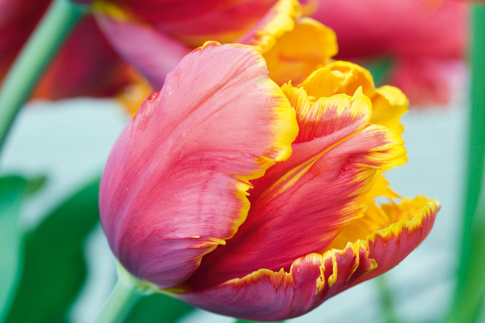 Plant Spring Bulbs In A Garden Bed New Zealand Handyman Magazine