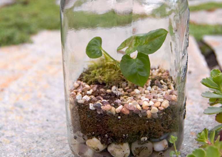 Make a mobile terrarium 