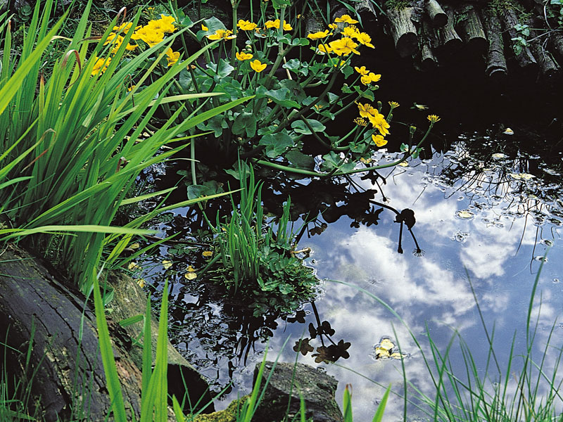 Design a wildlife pond