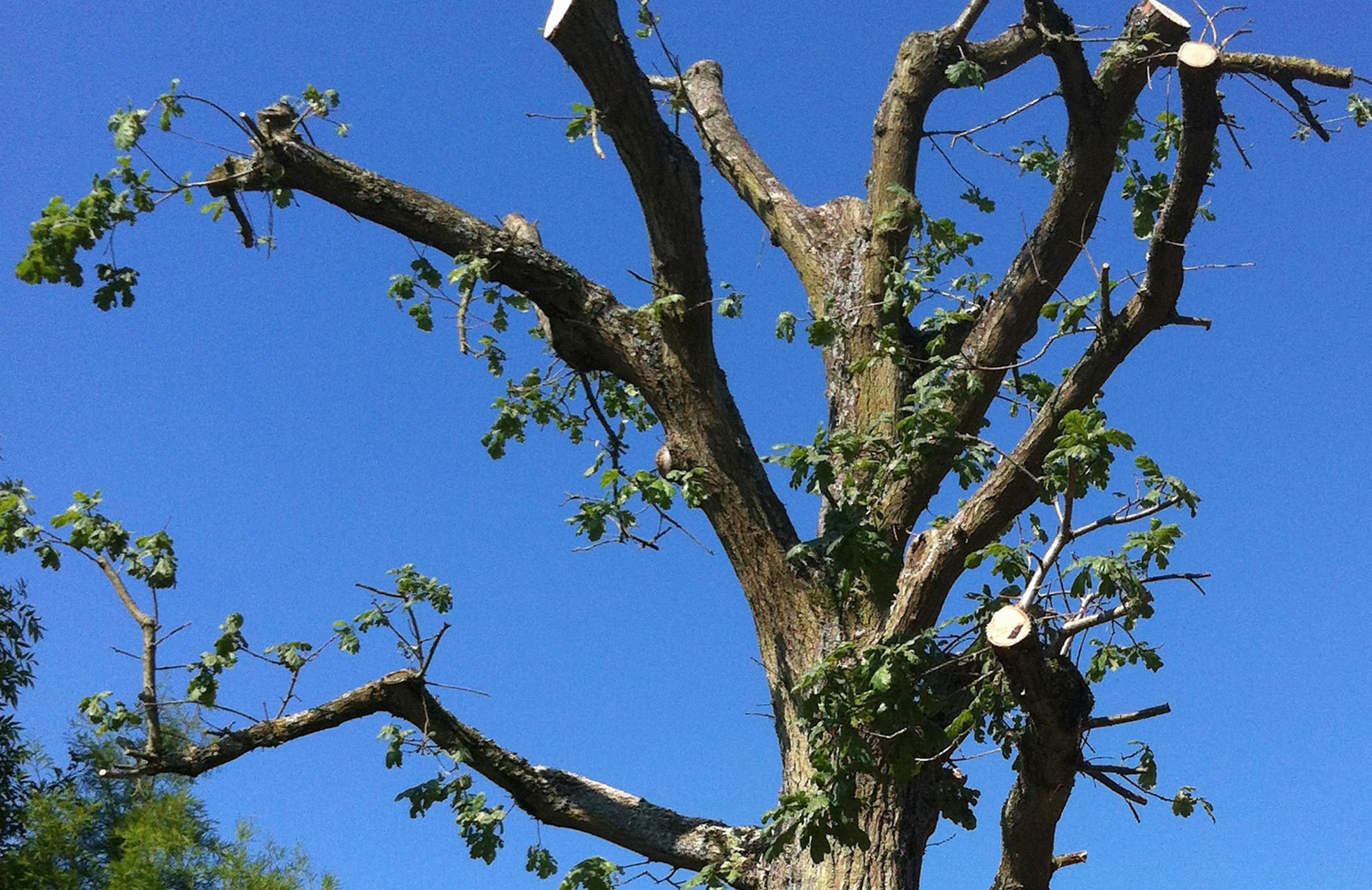 If someone offers to ‘top’ your tree to make it safer, kick him off your property