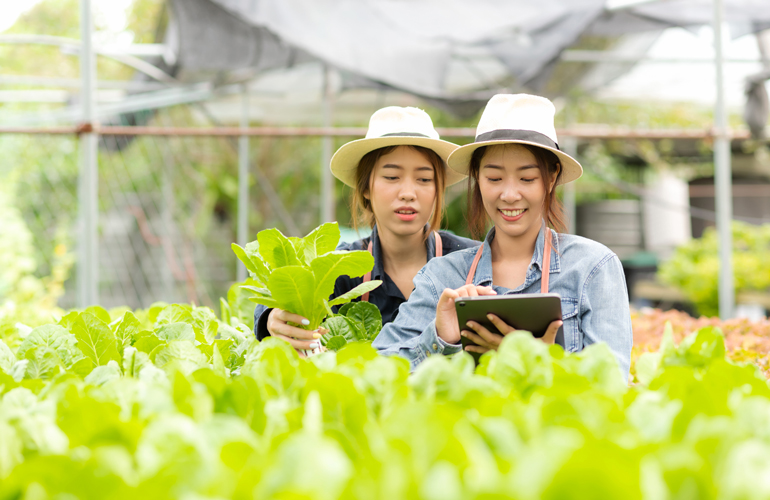 What are the benefits and drawbacks of a hydroponic garden?